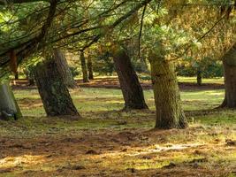 troncos de árvore em uma floresta de outono, yorkshire norte, inglaterra foto