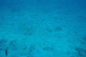 quieto calma submarino mundo com peixe vivo dentro a atlântico oceano foto