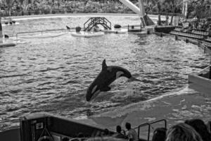 uma mostrar do Preto e branco mamíferos dentro a jardim zoológico foto