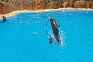 mostrar do Treinamento uma ampla adulto golfinho mamífero dentro uma jardim zoológico parque em uma ensolarado dia foto