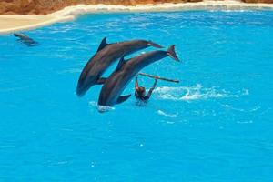 mostrar do Treinamento uma ampla adulto golfinho mamífero dentro uma jardim zoológico parque em uma ensolarado dia foto