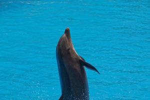 mostrar do Treinamento uma ampla adulto golfinho mamífero dentro uma jardim zoológico parque em uma ensolarado dia foto