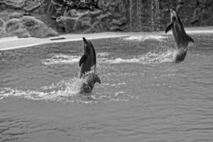 mostrar do Treinamento uma ampla adulto golfinho mamífero dentro uma jardim zoológico parque em uma ensolarado dia foto