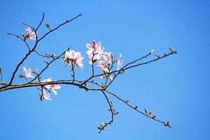 lindo Flor branco selvagem himalaia cereja galhos com azul céu foto