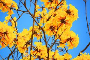 Flor anão dourado trunfo flores com azul céu. tabebuia crisotricha flores foto