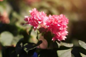 Rosa buganvílias flores e natural luz solar dentro jardim foto