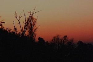 silhueta morto árvores morrer dentro a Sombrio do pôr do sol e assustador e sombrio. haloween conceito. foto