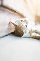 gatinho laranja listrado gato apreciar e dormir em de madeira chão com natural luz solar foto