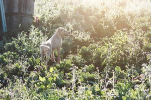 fofa branco cachorro brincalhão com lindo pôr do sol dentro Relva campos foto