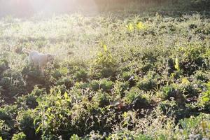 fofa branco cachorro brincalhão com lindo pôr do sol dentro Relva campos foto