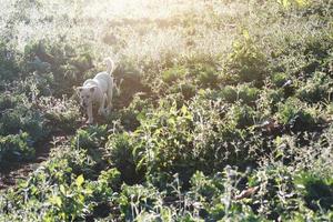 fofa branco cachorro brincalhão com lindo pôr do sol dentro Relva campos foto
