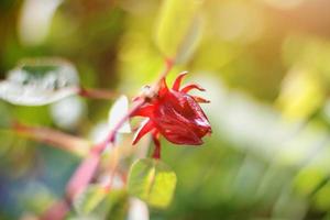 vermelho Roselle flor com natural luz solar dentro jardim foto