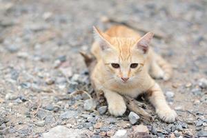 fofa laranja gatinho listrado gato apreciar e relaxar em solo chão com natural luz solar foto