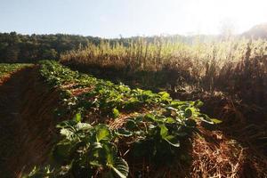 morango montanha Fazenda em declive e degrau com nascer do sol em Colina dentro Tailândia foto