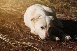 fofa branco cachorro relaxar com lindo pôr do sol dentro Relva Campos foto