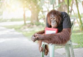 chimpanzé macaco sentar em cadeira com doação caixas foto