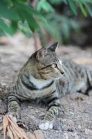 cinzento listrado gato apreciar e relaxar em solo chão dentro jardim com natural luz solar foto