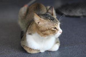 foto do uma gato em repouso relaxado