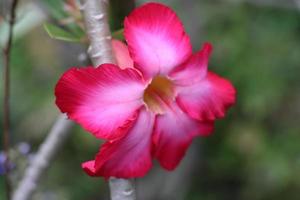 foto do rubor vermelho flores dentro a jardim vermelho