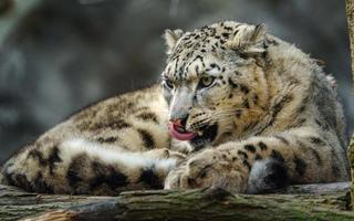 leopardo da neve no zoológico foto