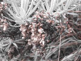 branco selvagem montanha plantar e flor edelweiss anaphalis javanica em a montanha. foto