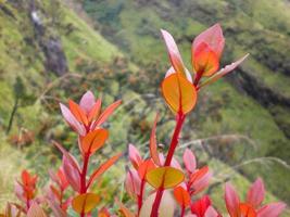 lindo vermelho folhas do selvagem plantas em a montanha. foto