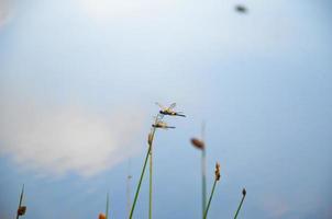 libélula em uma pequeno perseguir com uma lindo natureza fundo foto
