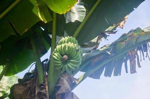 grupo do cru bananas fruta em a árvore foto