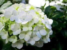 fechar-se cenário do lindo branco flores hortênsia paniculata dentro a jardim foto