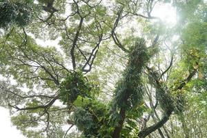 árvore galhos espalhar Fora debaixo a lindo manhã luz foto