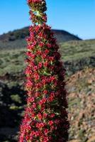 flores dentro a montanhas foto