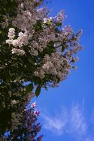 florescendo Rosa tolet lilás contra a céu foto