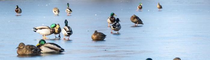 rebanho do patos em gelo foto