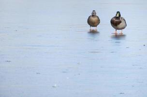 uma Pato par para a inverno. amor asas conceito. cópia de espaço. foto