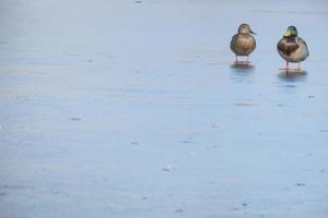 uma Pato par para a inverno. amor asas conceito. cópia de espaço. foto