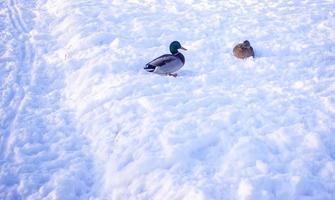 uma Pato par para a inverno. amor asas conceito. cópia de espaço. foto