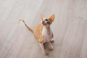 vermelho cabelos bonito gato cornish rex parece acima, sentado em a chão dentro a casa foto