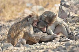 a instinto do amor do animal, macaco foto