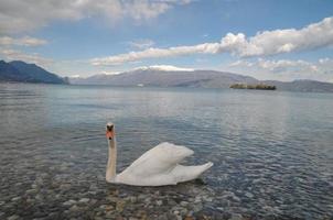 cisne em uma lago foto