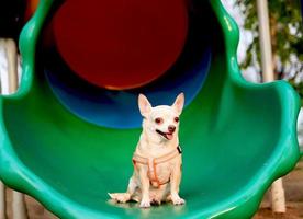 feliz e saudável Castanho chihiahua cachorro sentado em Parque infantil equipamento, sorridente e olhando às Câmera. foto