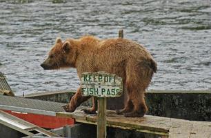 Urso quebra a regras foto