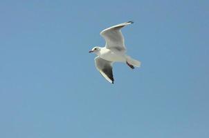 gaivotas em a mar Izmir foto