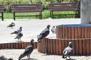 pombos em a terra e dentro a ar foto