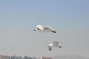 gaivotas em a mar Izmir foto