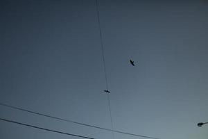 pássaros voam entre fios. pássaros no céu. detalhes do vôo. céu à noite. foto