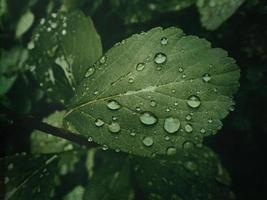 verão plantar com pingos de chuva em verde folhas foto