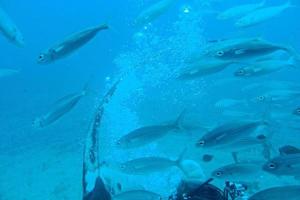 quieto calma submarino mundo com peixe vivo dentro a atlântico oceano foto