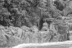 mostrar do Treinamento uma ampla adulto golfinho mamífero dentro uma jardim zoológico parque em uma ensolarado dia foto