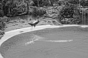 mostrar do Treinamento uma ampla adulto golfinho mamífero dentro uma jardim zoológico parque em uma ensolarado dia foto