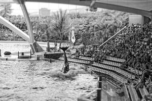 uma mostrar do Preto e branco mamíferos dentro a jardim zoológico foto